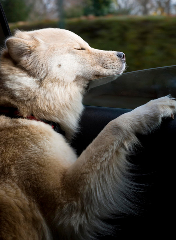 Ayla Enjoying A Drive