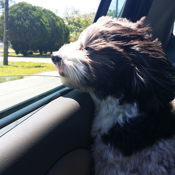 Lucy Loves Car Rides