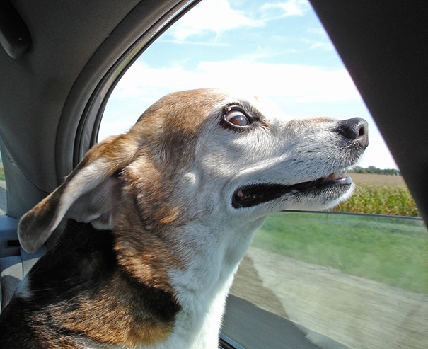 Dog Loves Car Rides