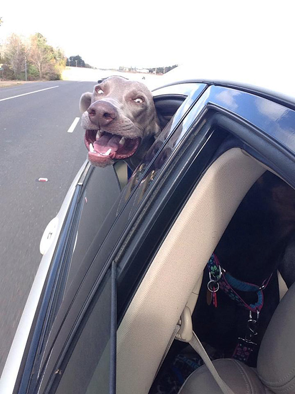 Dog Enjoying Car Ride