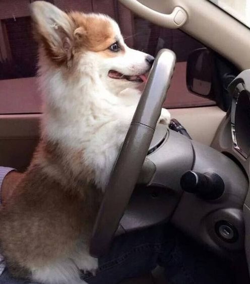 I will drive, Hooman!