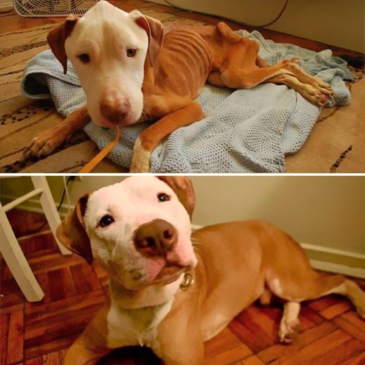 18 Before And After Dog Adoption Pictures To Restore Your Faith In Humanity
