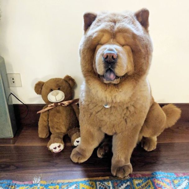 Meet Chowder, The Dog Who Looks Like A Giant Teddy Bear (21 Pics)