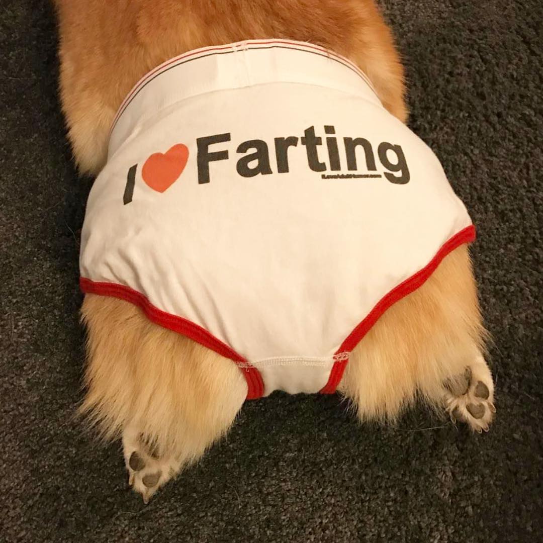 25 Corgi Butts To Drive You Nuts 