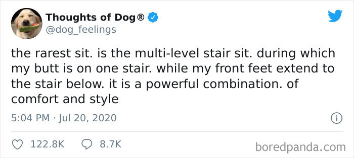 sit dog