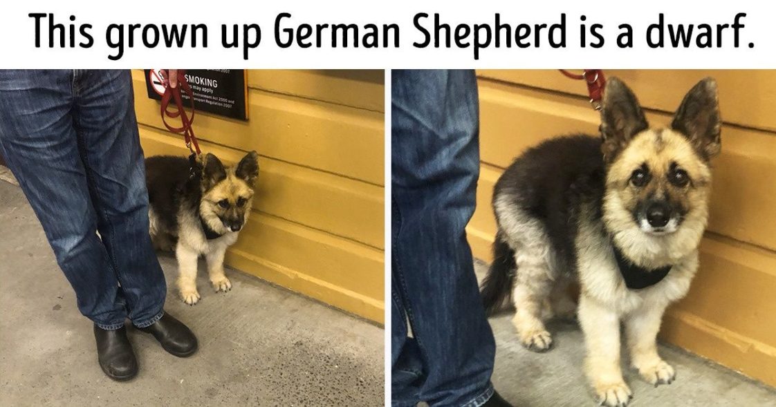 20 Mixed Dog Breeds Which Are Unusual But Pawsome