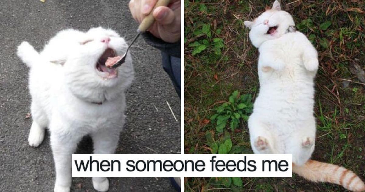 Funny Animal Memes To Put A Smile On Your Face (35 Pics)