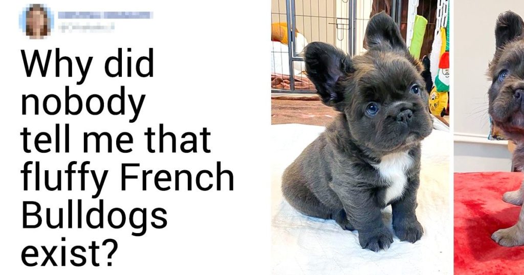 20 Pics Which Will Make You Wanna Get A Dog Right Now