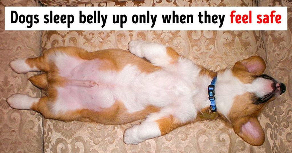 12 Dog Facts You Probably Didn't Know