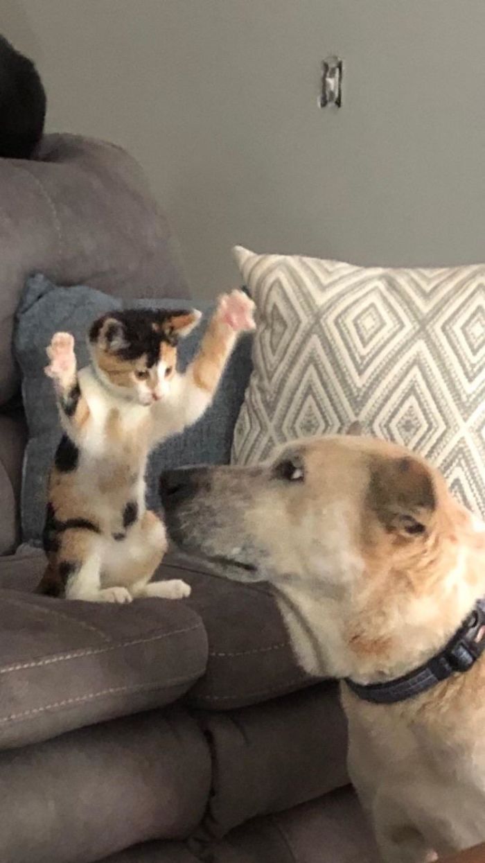 40 Cats Being Mean Jerks To Dogs