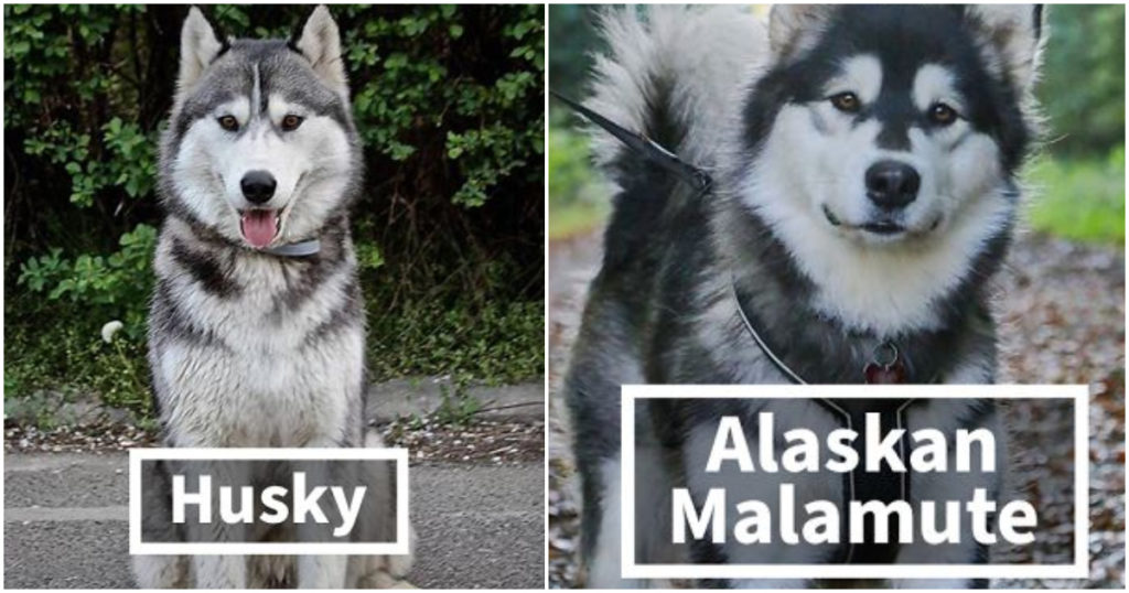 30 Dog Breeds Which People Often Confuse And Their Differences Explained