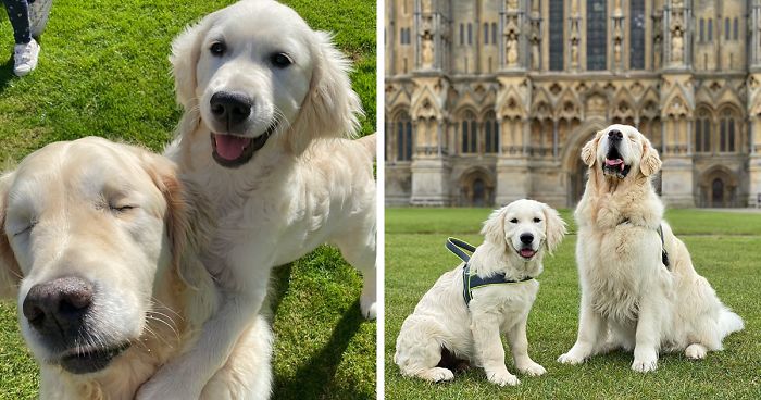 This Golden Retriever Puppy Becomes A Guide For A Blind Dog