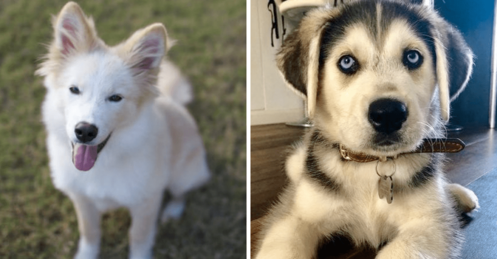 HuskyGolden Retriever Mixes That Will Win Your Heart (10 Pics)