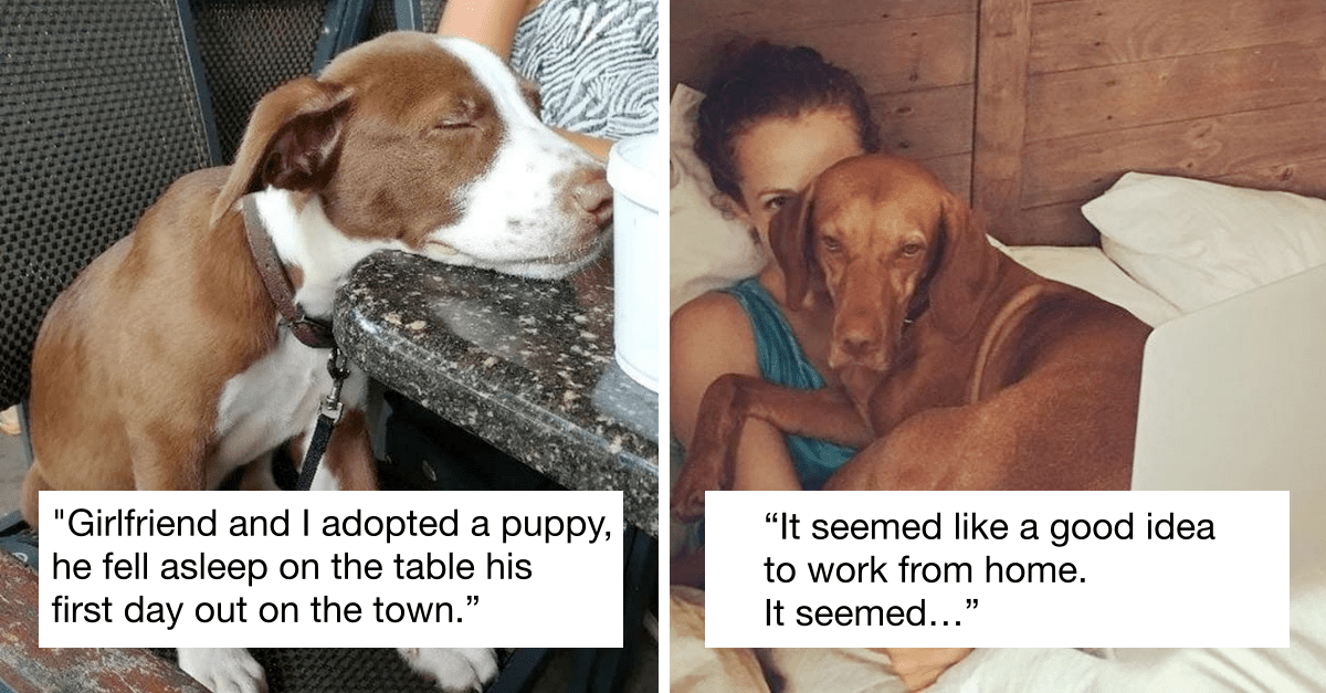 17 Stories From Dog Owners To Brighten Up Your Day