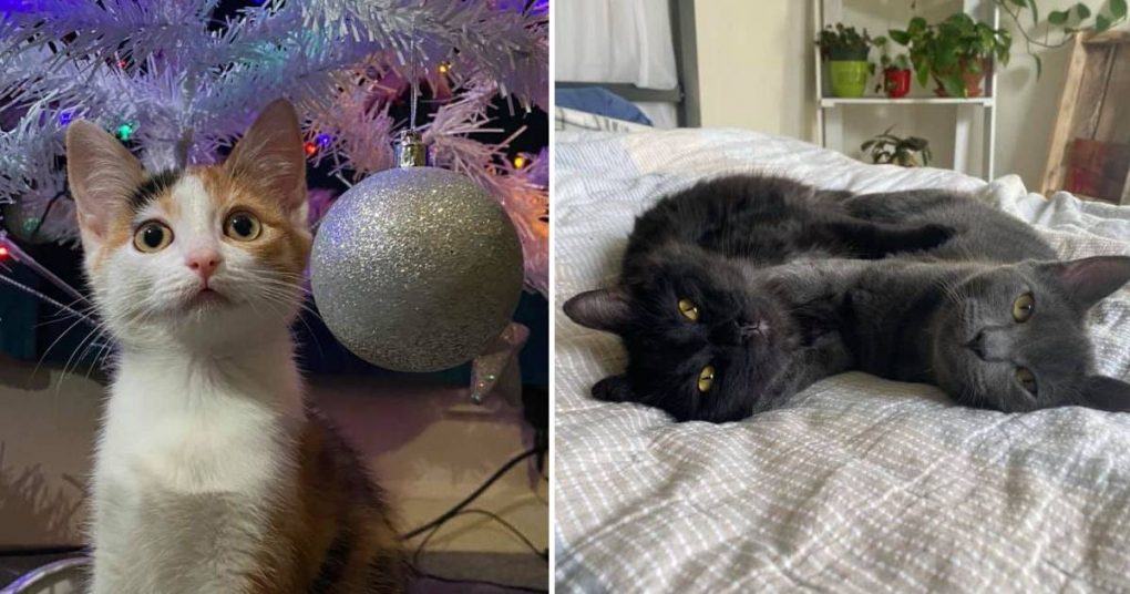 Best Cat Photos Sent To Us This Week (2020)