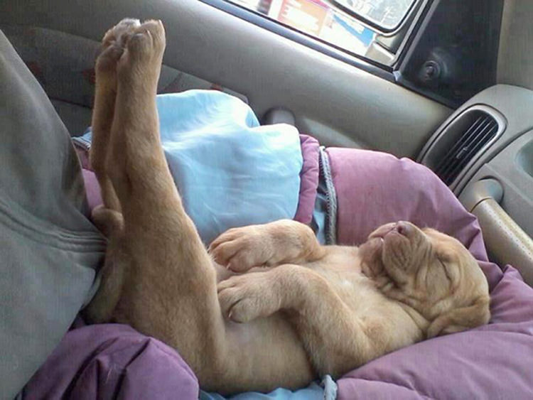 33 Animals Sleeping In Unusual Places And Positions