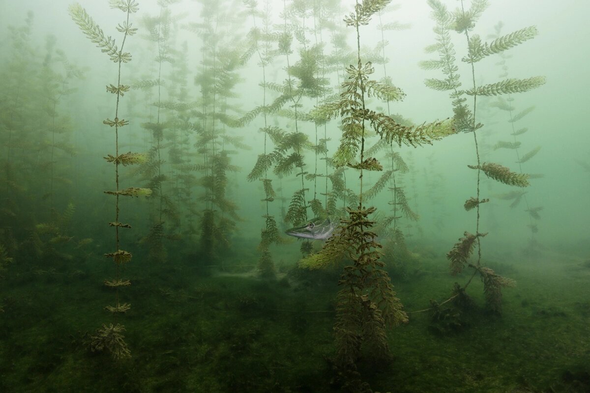Amazing Winners of the Nature Photographer of the Year 2020 Competition