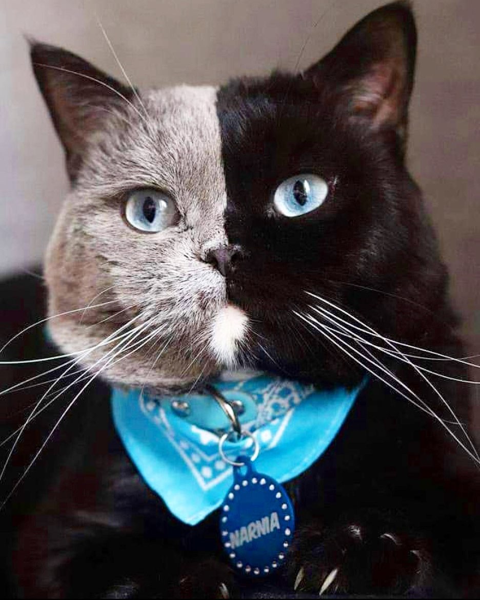 Cat With A Bicolor Face Is The Father Of Two Kittens Who Shared Their Colors