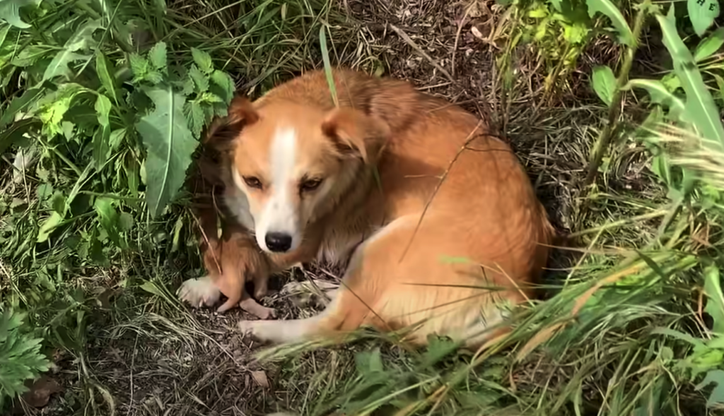 Dog mama with a broken heart waits for her owner to come back