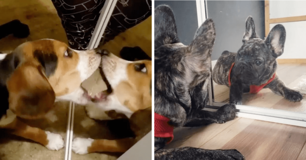 15+ Dogs Discovered Mirrors For The First Time And Their Reactions Are
