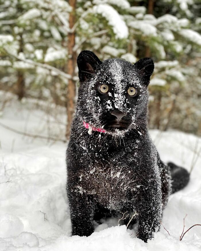 Luna the panther