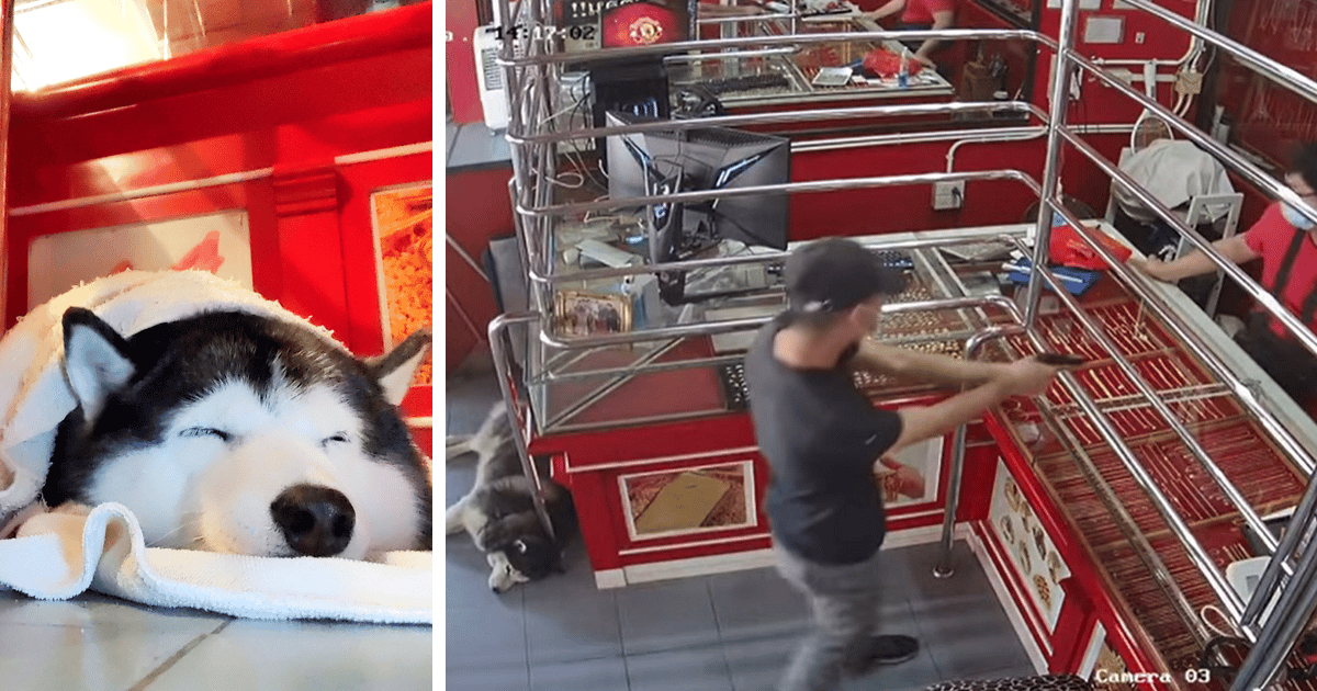 Guard Dog Named Lucky Ignored A Staged ‘Armed Raider’ During A Training Exercise In Jewel Store