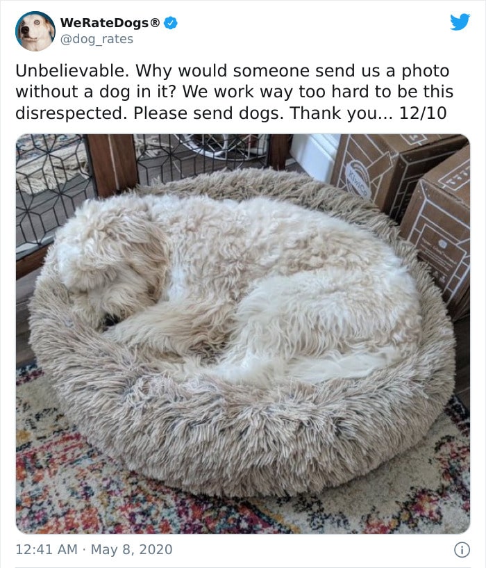 35 Times People Asked To Rate Their Dogs And Got Hilariously Wholesome ...