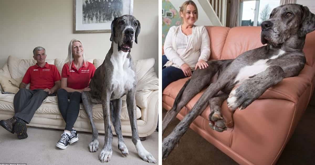 Freddy The 7-Foot Great Dane Is The Tallest Dog In The World