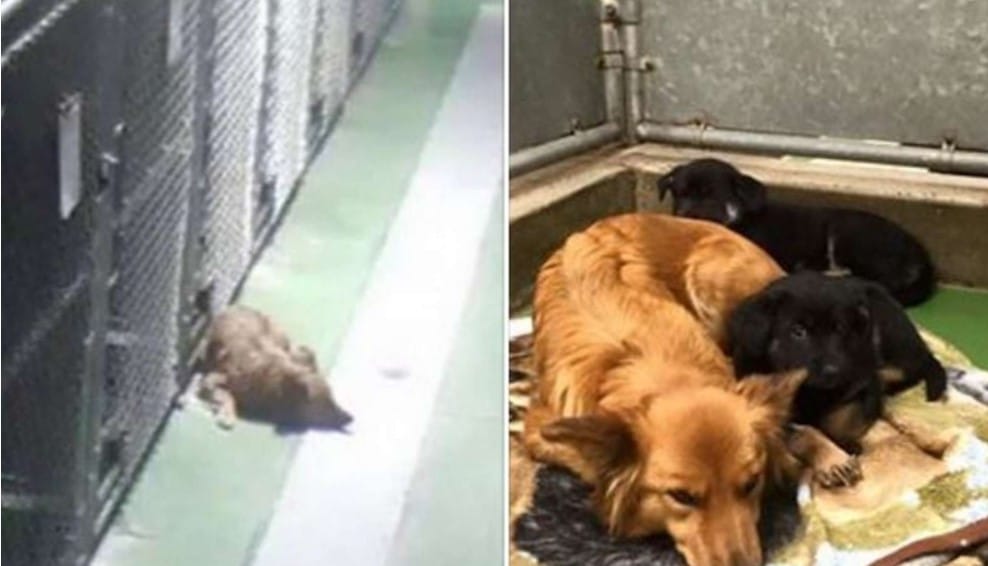 Camera Catches Shelter Dog Breaking Out Of Her Kennel To Comfort Crying