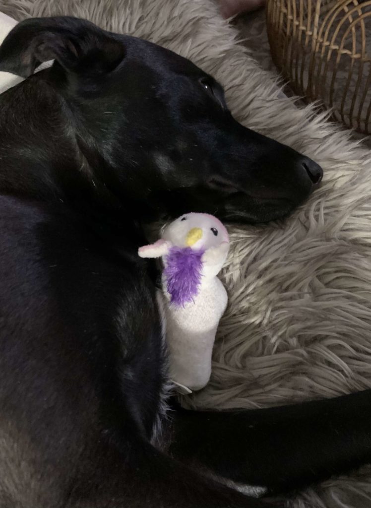Dog Obsessed With Toy Unicorns Gets Sent The Best Gift Ever