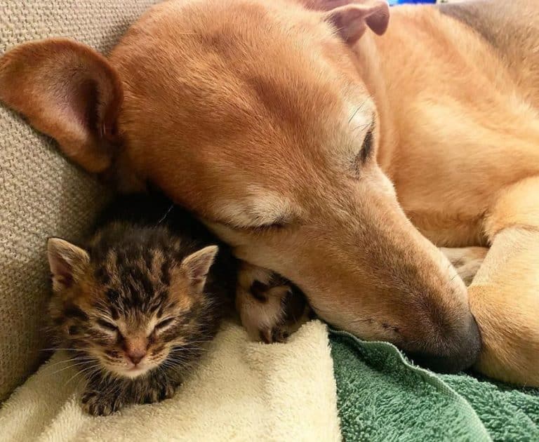 Dog Takes Care Of Every Rescue Kitten In This Cat Shelter And Here Are