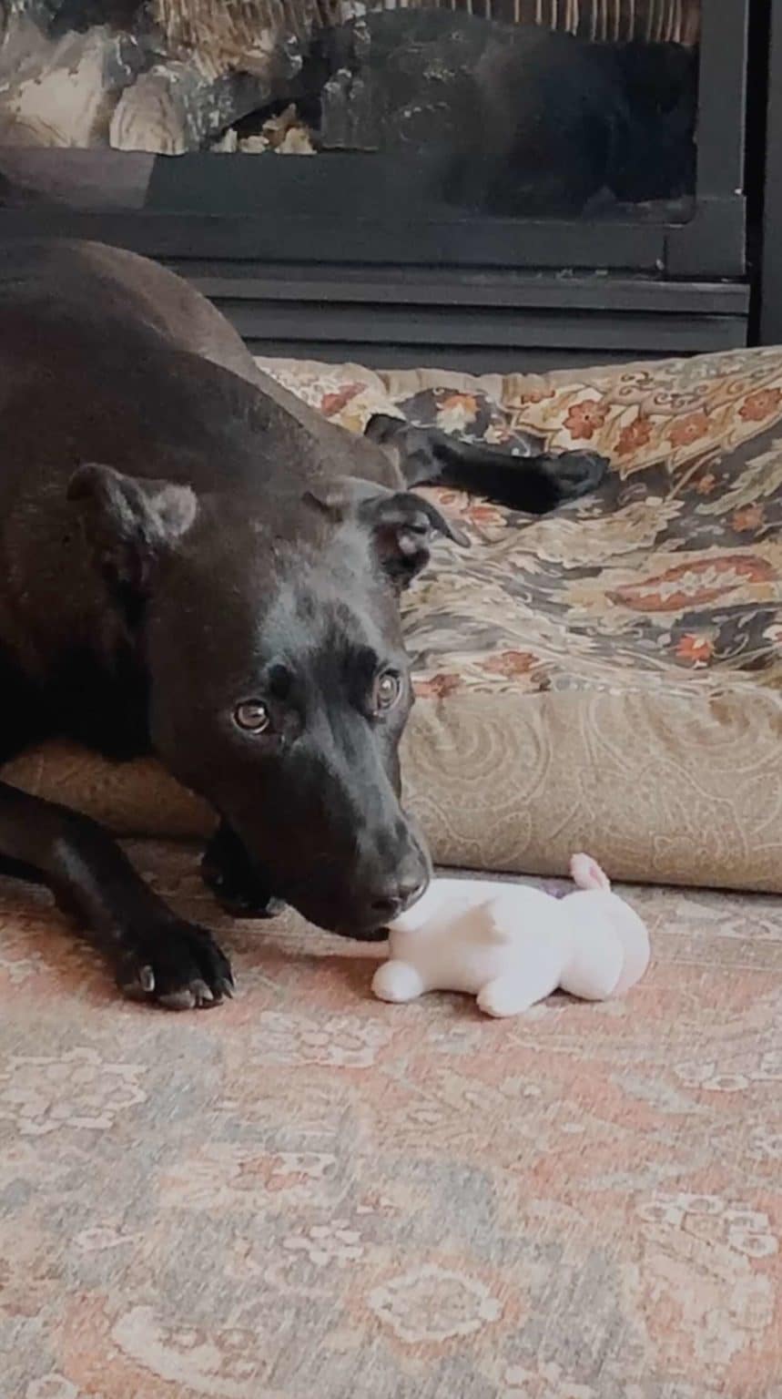 Dog Obsessed With Toy Unicorns Gets Sent The Best Gift Ever
