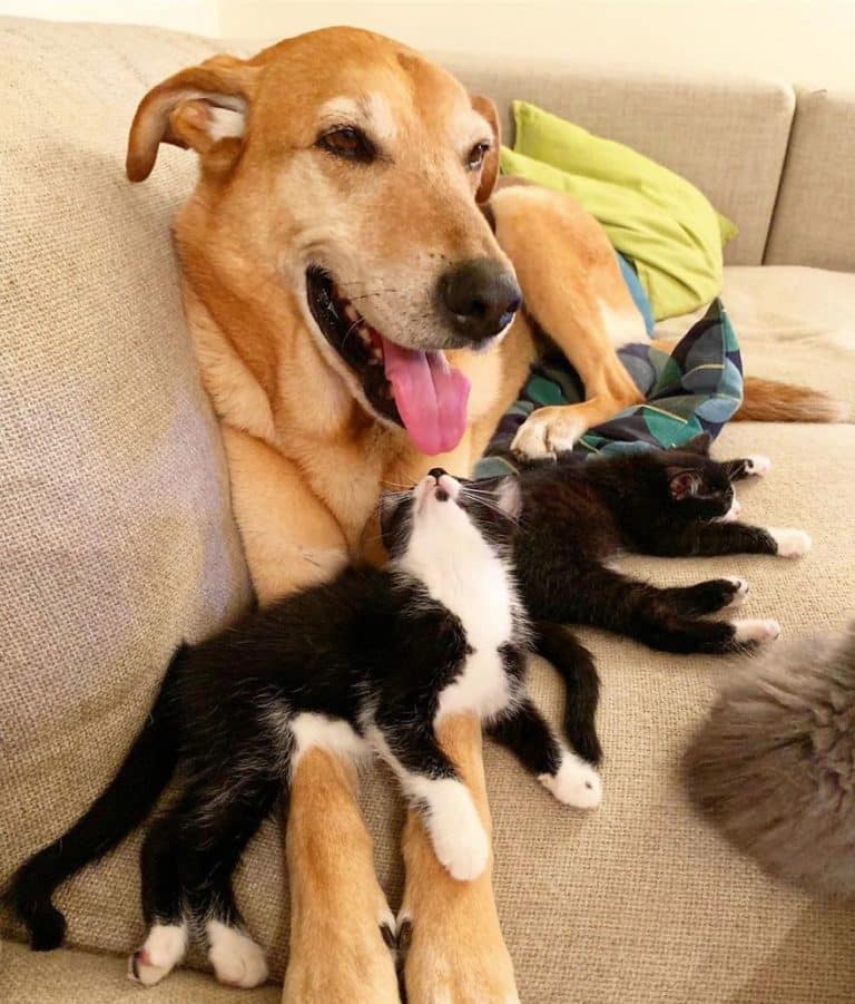 Dog Takes Care Of Every Rescue Kitten In This Cat Shelter And Here Are