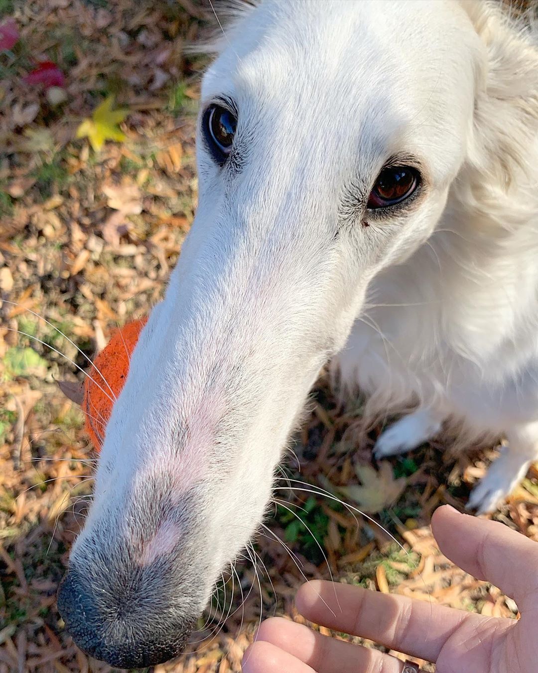 Meet Eris The Borzoi Sighthound Dog With The Worlds Longest Nose