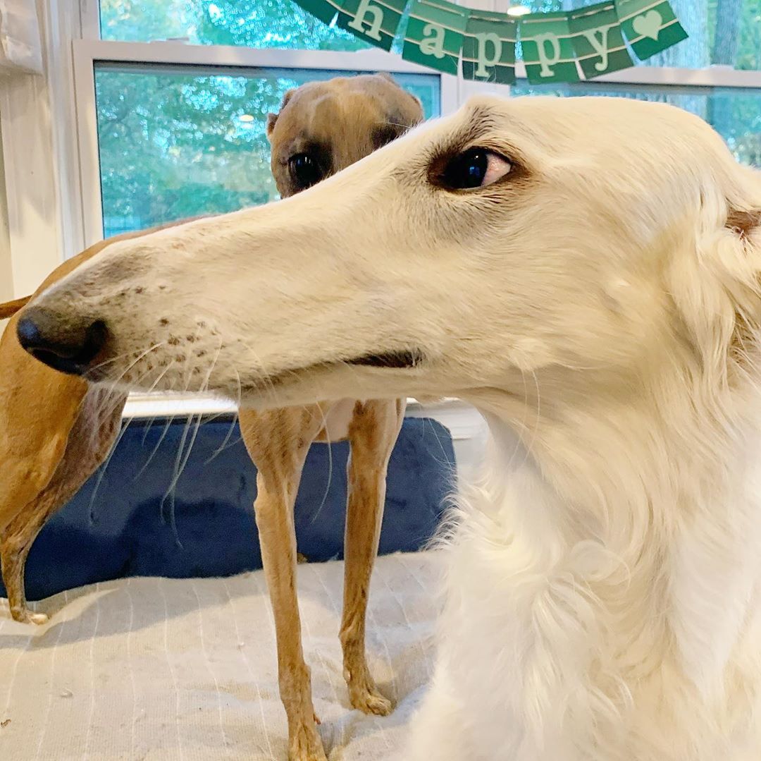 Meet Eris, The Borzoi Sighthound Dog With The World’s Longest Nose
