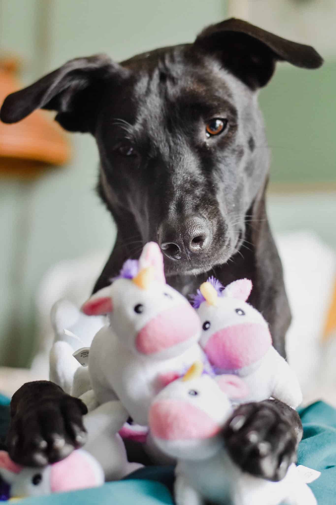 Dog Obsessed With Toy Unicorns Gets Sent The Best Gift Ever