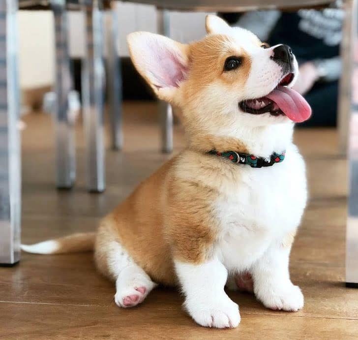 20 Dogs That Are Convincing “Yes” To Your Question ”Should I Get A Puppy?”