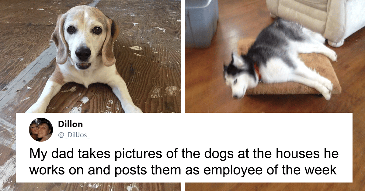 Dad Posts Photos Of Customers Dogs &amp; Awards Them ‘Employee of the Week’