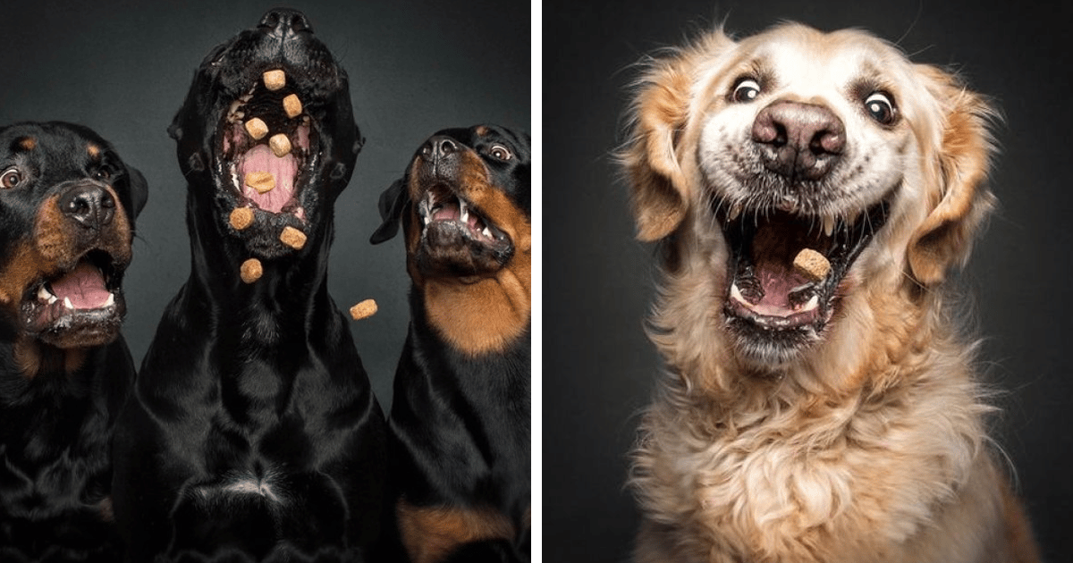 some tasty treats to draw a dog’s attention