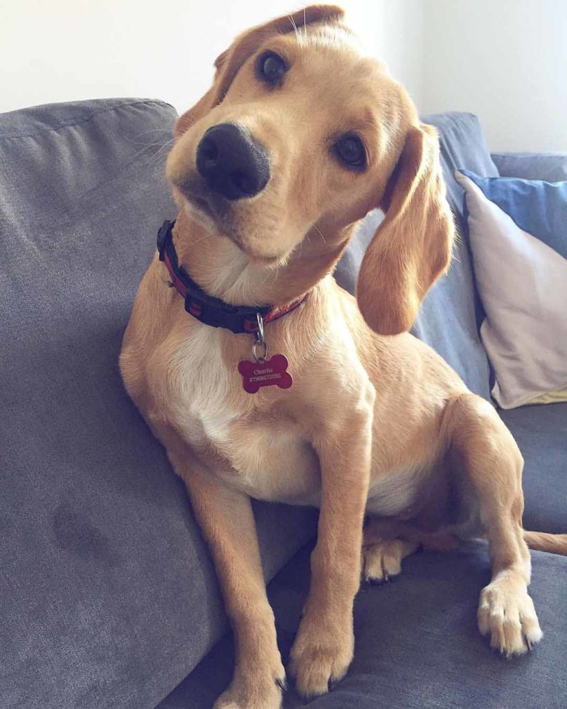 27 Adorable Photos Of Dogs Showing Off Their ‘HeadTilting’ Skills