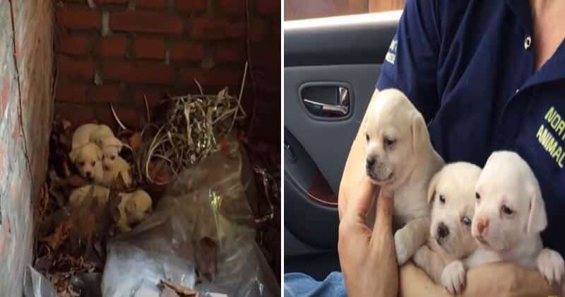 Three Abandoned Puppies Who Lost Their Mom Are Rescued And Then They ...