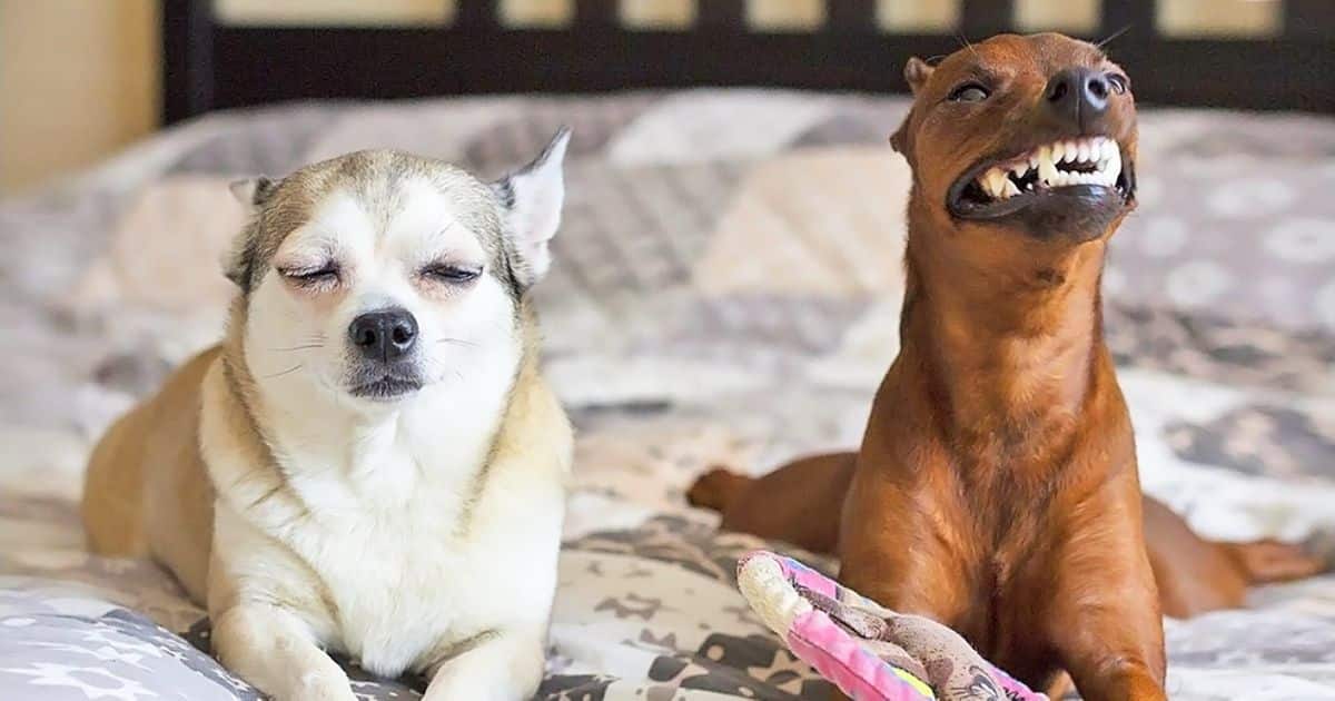 Funny pets 2. Разные характеры собак фото. 2 Лучше чем 1 животные.