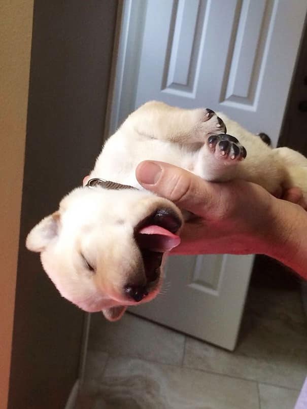 23 Pictures Of Puppies Sleeping In Odd But Adorable Positions