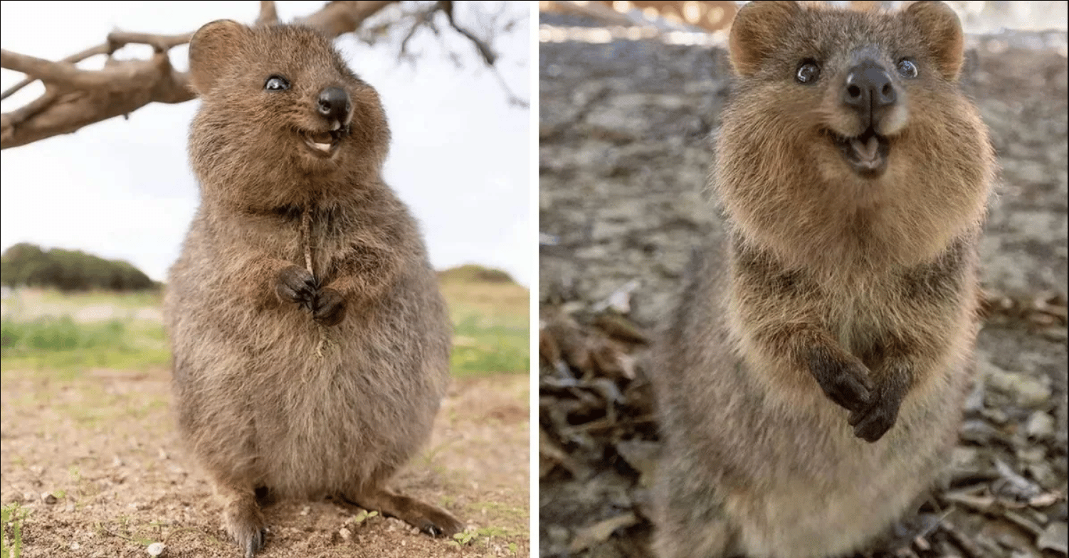 Quokkas Are The 'World's Happiest Animal' With The Pics To Prove It