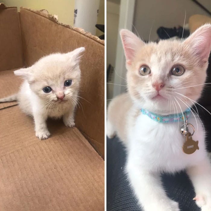 adorable Napoleon Munchkin solid white kitten Munchkin kitten, Cute cats and dog