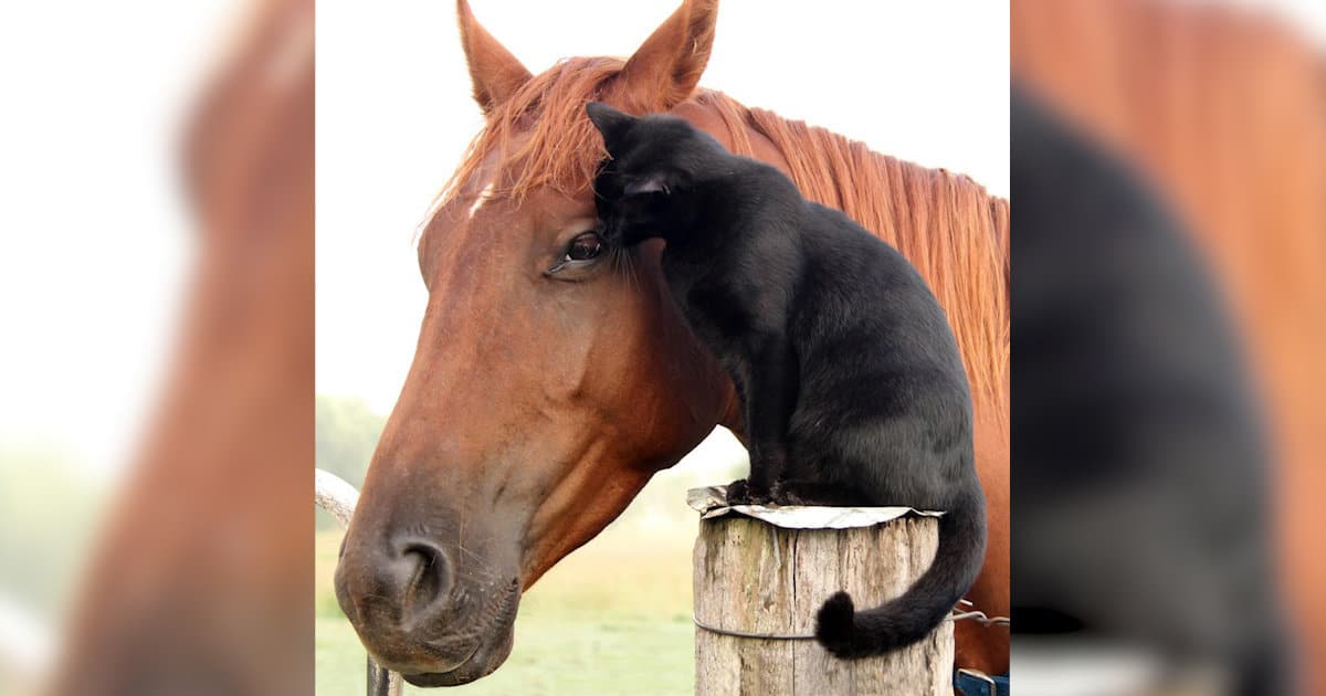 Adopted Cat Who Grew Up In A Shelter Makes His Very First Friend – A Horse
