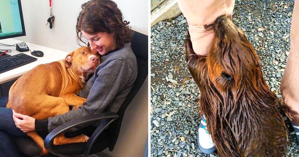 20 Pictures That Prove Working In An Animal Shelter Is The Best Job Ever