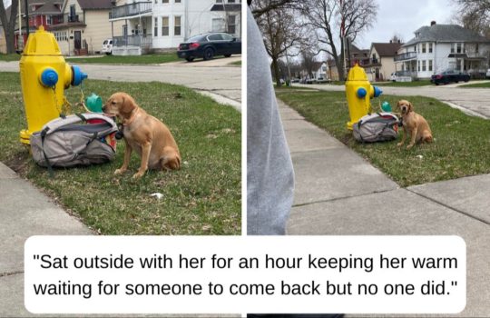 abandoned dog tied to a hydrant