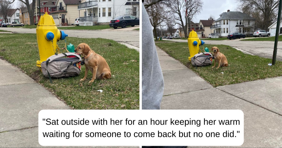 abandoned dog tied to a hydrant