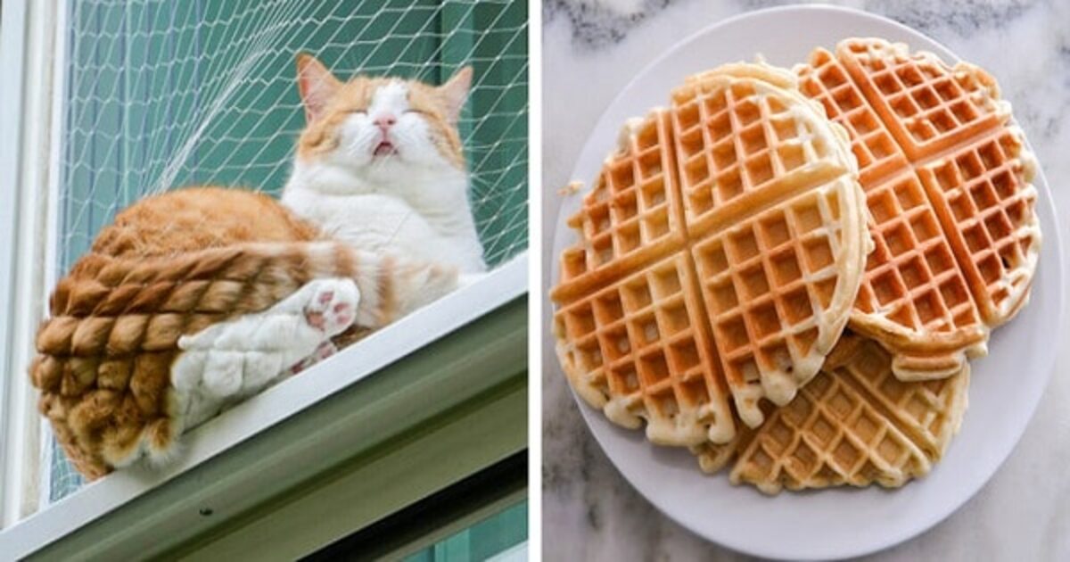 post showing adorable cats looking like delicious foods